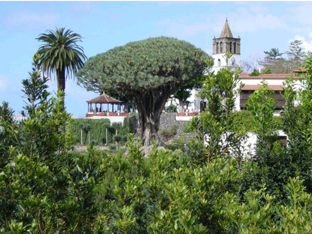 Apartamento Playa San Marcos Icod De Los Vinos Oda fotoğraf